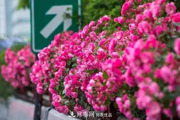 德國科德斯，這家月季育種公司是抗病月季品種制造機(jī)(圖2)
