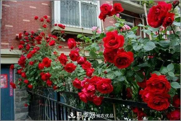 德國科德斯，這家月季育種公司是抗病月季品種制造機(jī)(圖4)