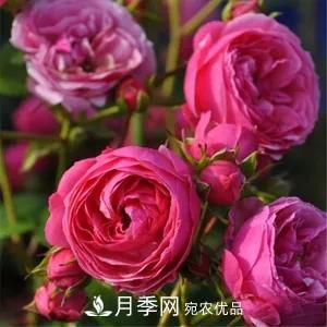 德國科德斯，這家月季育種公司是抗病月季品種制造機(jī)(圖1)