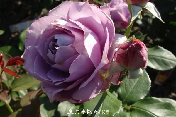 德國科德斯，這家月季育種公司是抗病月季品種制造機(jī)(圖3)