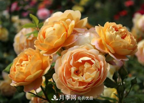 養(yǎng)月季5年，總結(jié)出4種盆栽月季，好看又好看驚艷時(shí)光(圖4)