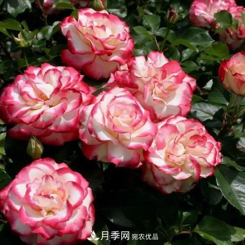 養(yǎng)月季5年，總結(jié)出4種盆栽月季，好看又好看驚艷時(shí)光(圖5)