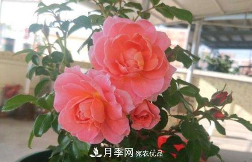 養(yǎng)月季5年，總結(jié)出4種盆栽月季，好看又好看驚艷時(shí)光(圖2)