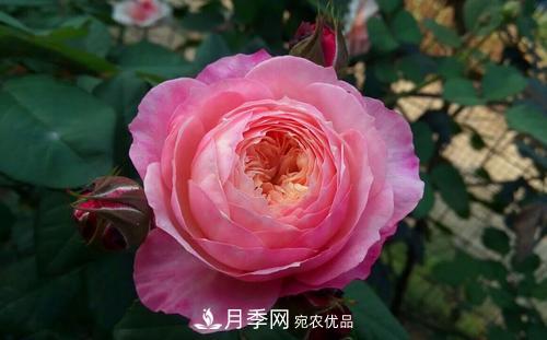 養(yǎng)月季5年，總結(jié)出4種盆栽月季，好看又好看驚艷時(shí)光(圖3)