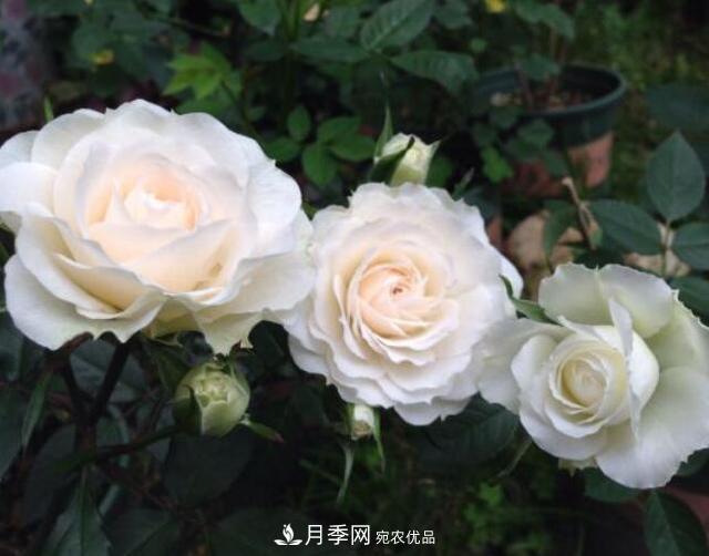 月季花什么品種好看？9大驚艷花友的月季品種(圖2)