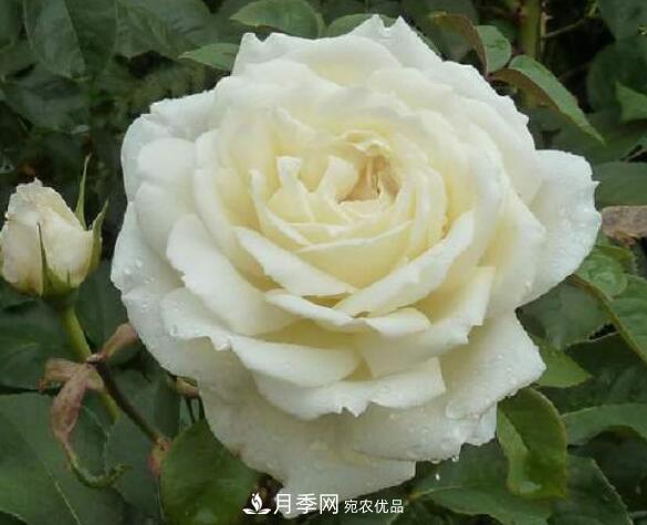 月季花什么品種好看？9大驚艷花友的月季品種(圖7)