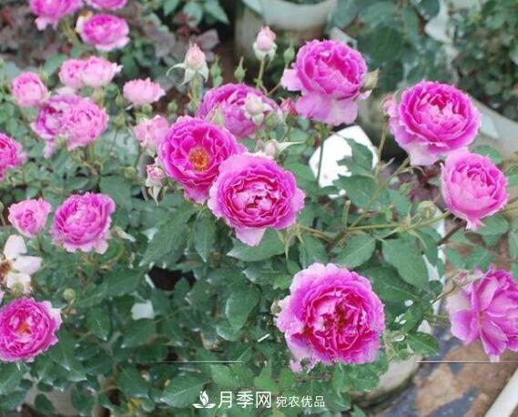 月季花什么品種好看？9大驚艷花友的月季品種(圖8)