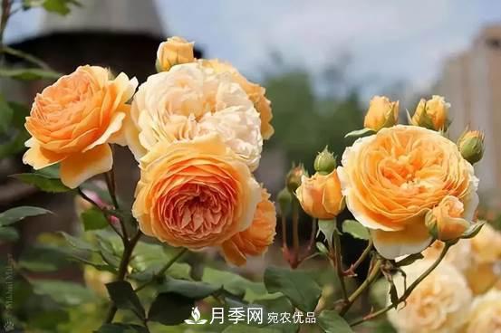 月季品種總結(jié)大全，詳細(xì)的月季品種選擇(圖3)