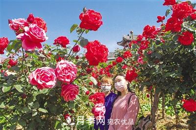 好一個(gè)美麗的中國月季之鄉(xiāng)--南陽中國月季園掠影(圖4)