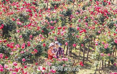 好一個(gè)美麗的中國月季之鄉(xiāng)--南陽中國月季園掠影(圖2)