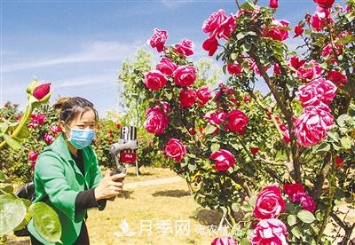 好一個(gè)美麗的中國月季之鄉(xiāng)--南陽中國月季園掠影(圖1)