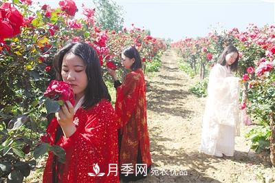 好一個(gè)美麗的中國月季之鄉(xiāng)--南陽中國月季園掠影(圖5)