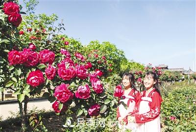 好一個(gè)美麗的中國月季之鄉(xiāng)--南陽中國月季園掠影(圖8)