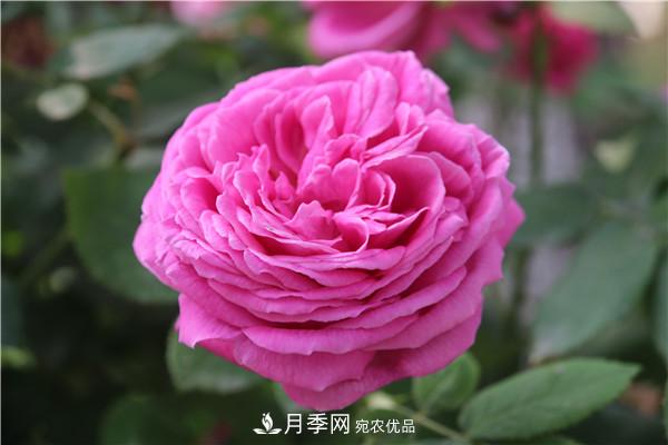 據(jù)說大花月季有上萬個(gè)品種？大花月季品種大全！(圖7)