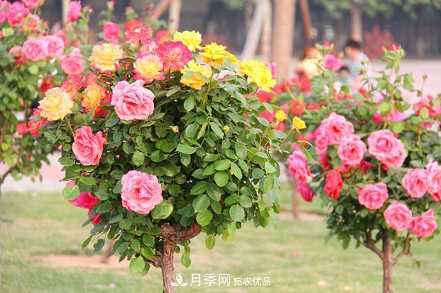 月季樹(shù)花期長(zhǎng)，花型好看，栽種簡(jiǎn)單，適合盆栽地栽(圖2)