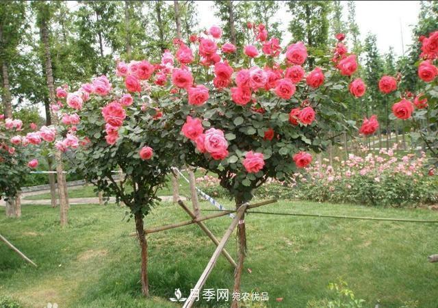 月季樹(shù)花期長(zhǎng)，花型好看，栽種簡(jiǎn)單，適合盆栽地栽(圖3)