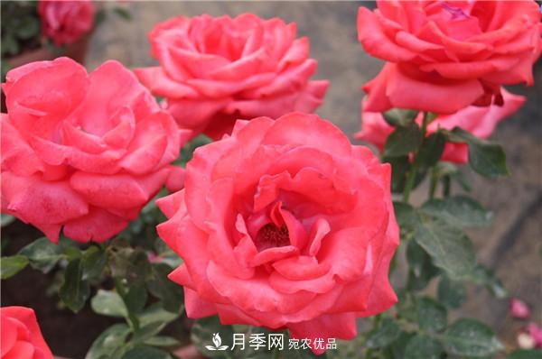 苗木工程人必看，六大品種類型月季在園林綠化中的運用！(圖1)