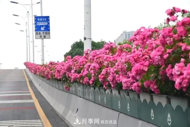 苗木工程人必看，六大品種類型月季在園林綠化中的運用！(圖3)