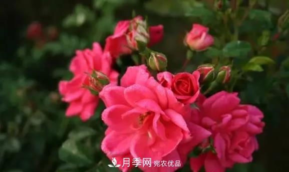 苗木工程人必看，六大品種類型月季在園林綠化中的運用！(圖6)