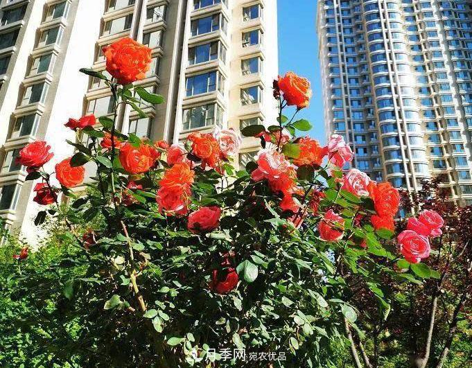 房地產(chǎn)小區(qū)綠化用上網(wǎng)紅月季花，怎么樣？業(yè)主贊不絕口(圖1)