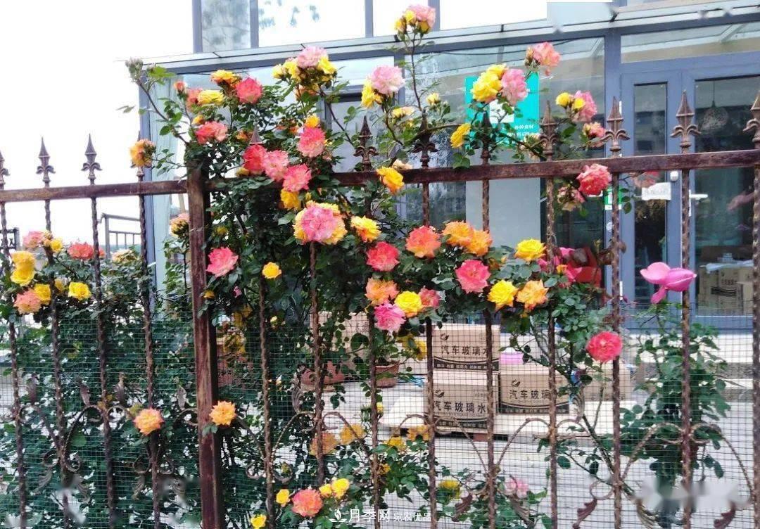 房地產(chǎn)小區(qū)綠化用上網(wǎng)紅月季花，怎么樣？業(yè)主贊不絕口(圖2)