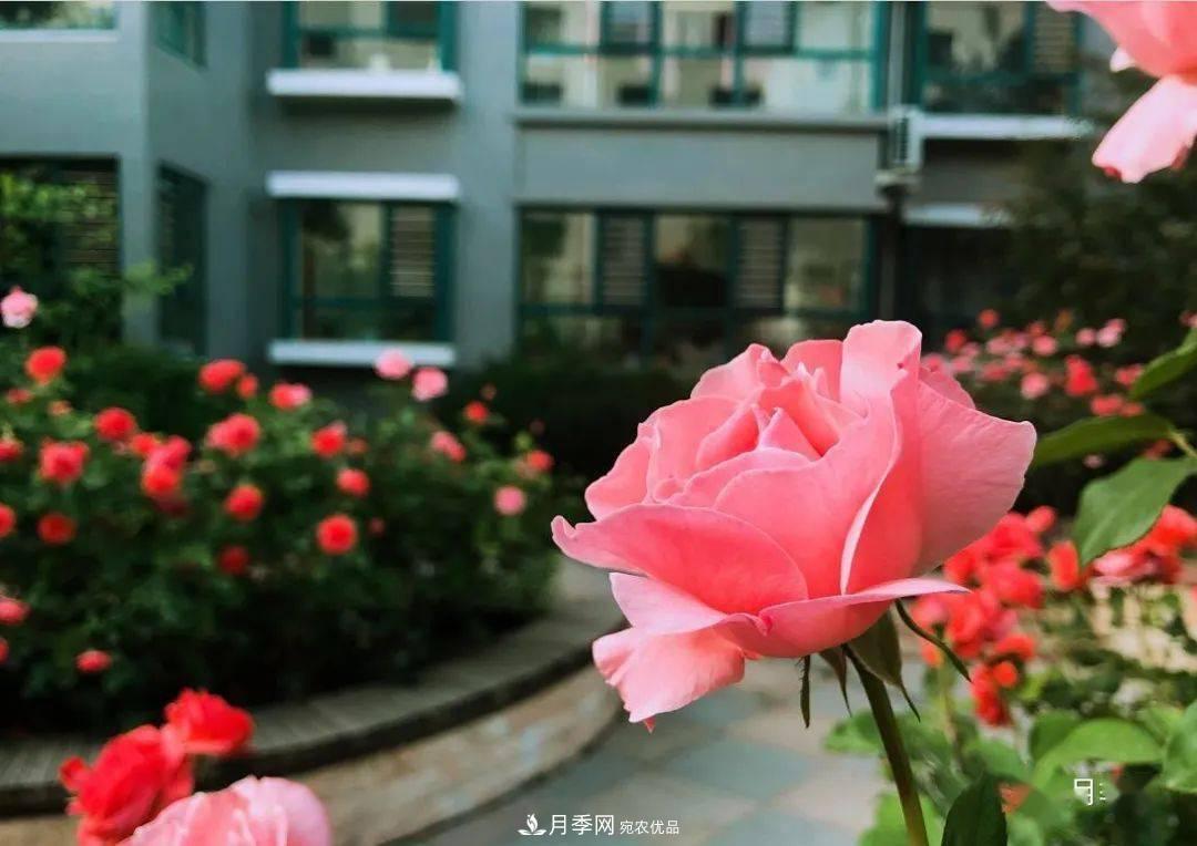 房地產(chǎn)小區(qū)綠化用上網(wǎng)紅月季花，怎么樣？業(yè)主贊不絕口(圖6)