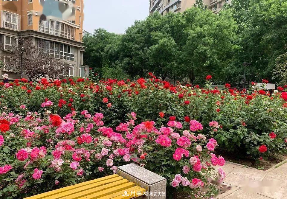房地產(chǎn)小區(qū)綠化用上網(wǎng)紅月季花，怎么樣？業(yè)主贊不絕口(圖5)