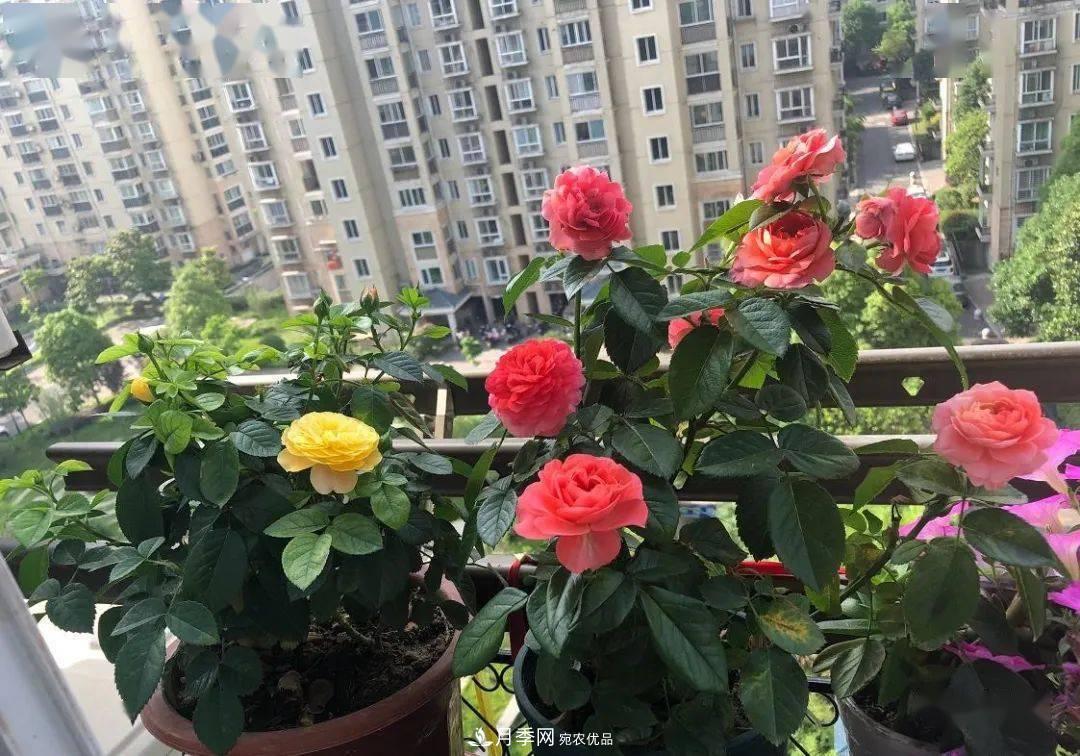 房地產(chǎn)小區(qū)綠化用上網(wǎng)紅月季花，怎么樣？業(yè)主贊不絕口(圖7)