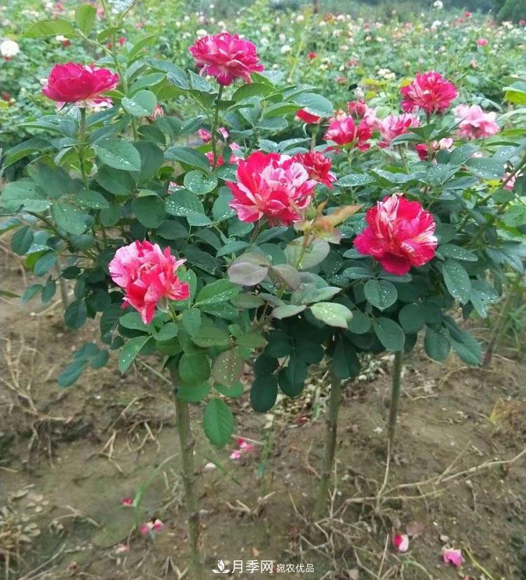 南陽(yáng)小高桿月季樹花開驚艷，批發(fā)價(jià)格低到多少錢呢！(圖2)