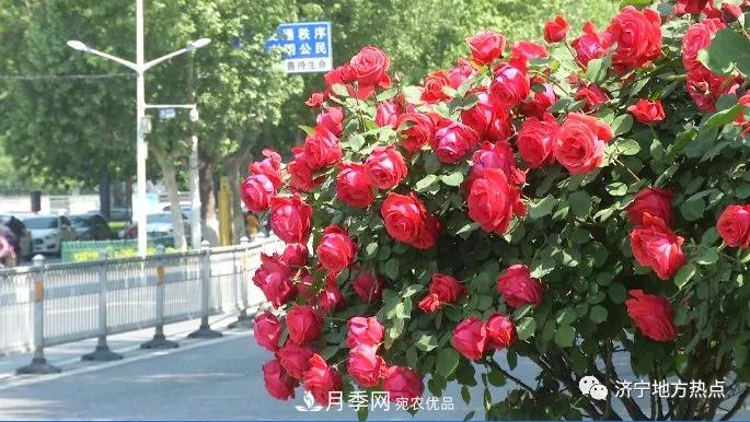 山東濟(jì)寧街頭月季花開(kāi)正艷 芳香怡人(圖1)