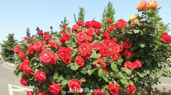 山東濟(jì)寧街頭月季花開(kāi)正艷 芳香怡人(圖2)