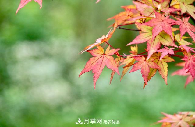 區(qū)別紅楓和雞爪槭，帶你認(rèn)識(shí)彩葉苗木雞爪槭(qì)(圖4)