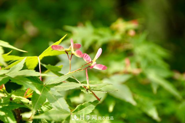 區(qū)別紅楓和雞爪槭，帶你認(rèn)識(shí)彩葉苗木雞爪槭(qì)(圖1)