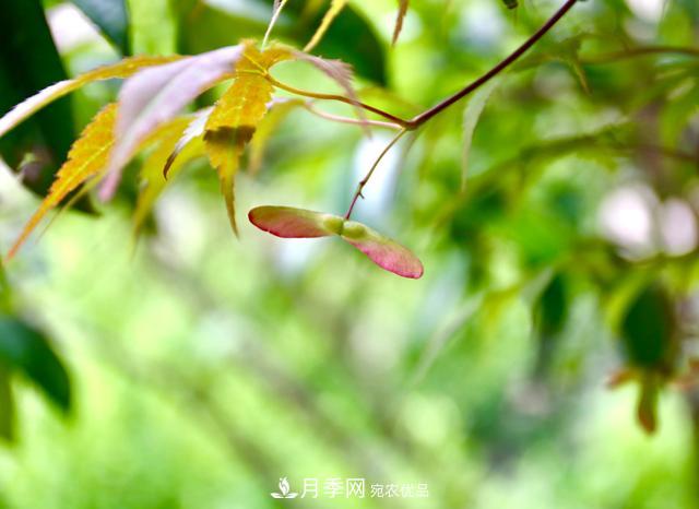 區(qū)別紅楓和雞爪槭，帶你認(rèn)識(shí)彩葉苗木雞爪槭(qì)(圖2)