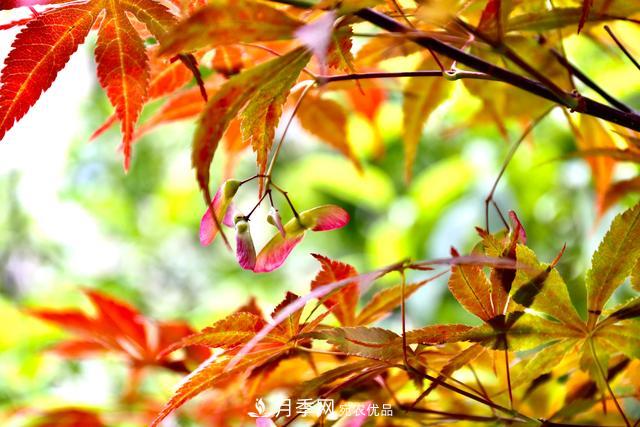 區(qū)別紅楓和雞爪槭，帶你認(rèn)識(shí)彩葉苗木雞爪槭(qì)(圖3)