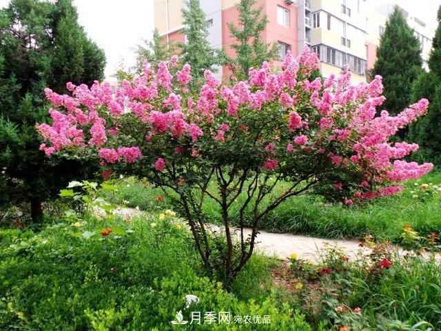 1棵紫薇開花1000朵，花期達(dá)100天，人稱“百日紅”，能活100年(圖2)