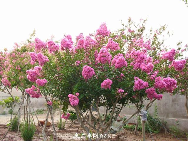 1棵紫薇開花1000朵，花期達(dá)100天，人稱“百日紅”，能活100年(圖1)