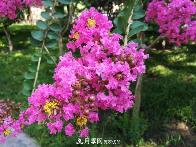 1棵紫薇開花1000朵，花期達(dá)100天，人稱“百日紅”，能活100年(圖3)