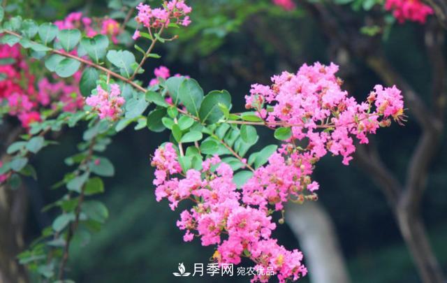 1棵紫薇開花1000朵，花期達(dá)100天，人稱“百日紅”，能活100年(圖5)