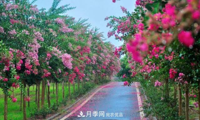 1棵紫薇開花1000朵，花期達(dá)100天，人稱“百日紅”，能活100年(圖4)