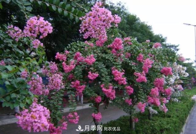 1棵紫薇開花1000朵，花期達(dá)100天，人稱“百日紅”，能活100年(圖6)
