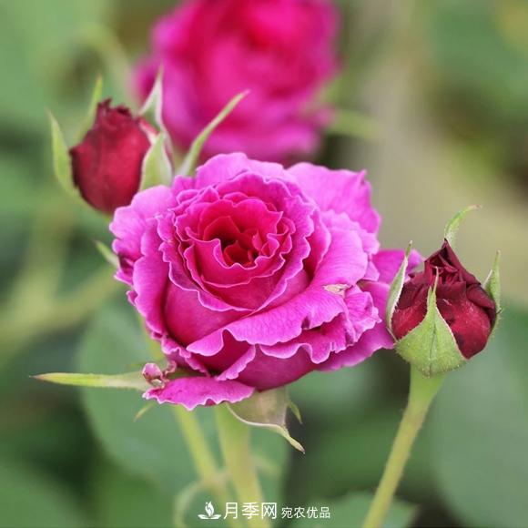 8款冷門月季，表現(xiàn)特別好，但是養(yǎng)的人不多(圖6)