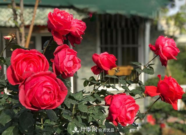 8款冷門月季，表現(xiàn)特別好，但是養(yǎng)的人不多(圖9)