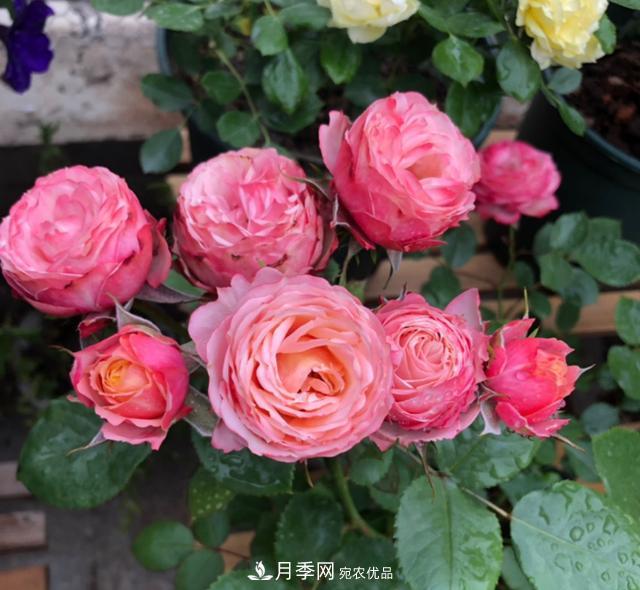 8款冷門月季，表現(xiàn)特別好，但是養(yǎng)的人不多(圖4)