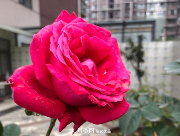8款冷門月季，表現(xiàn)特別好，但是養(yǎng)的人不多(圖8)