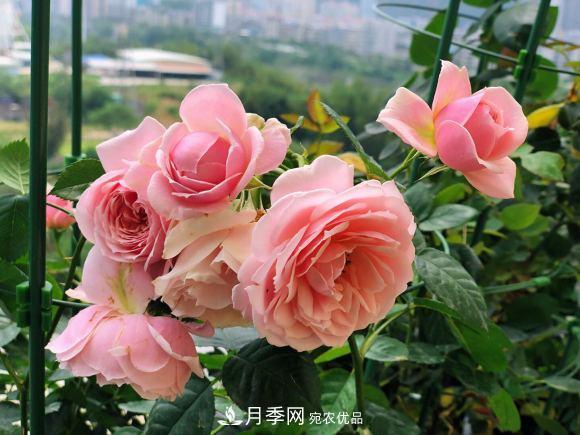 8款冷門月季，表現(xiàn)特別好，但是養(yǎng)的人不多(圖5)