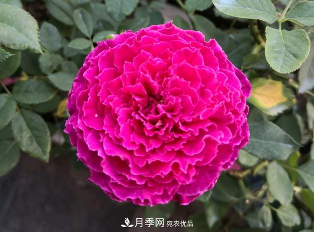 8款冷門月季，表現(xiàn)特別好，但是養(yǎng)的人不多(圖7)
