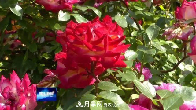 青島嶗山月季花開(kāi) 四條步行道成網(wǎng)紅(圖1)