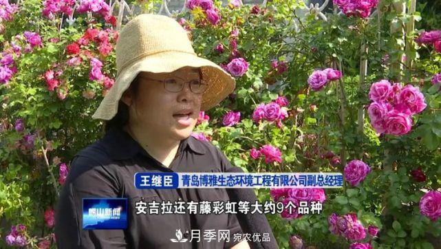 青島嶗山月季花開(kāi) 四條步行道成網(wǎng)紅(圖3)