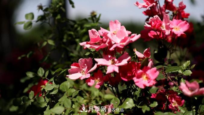 初夏，于山東梁山縣濱河大道邂逅月季花海(圖1)